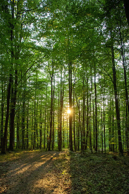 森林,日落。生物圈保护区- Rhön生物圈保护区，德国